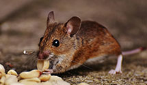 24 Hour & Emergency Exterminators in Prt Hueneme, CA